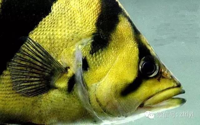 虎魚身體發黑什么原因造成的：虎魚身體發黑什么原因造成虎魚身體發黑可能由多種原因造成