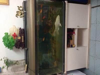 1米2魚缸尺寸是多少：1.2米的魚缸尺寸在35厘米左右，適合養(yǎng)更多的魚