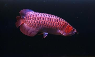 紅龍魚專用燈排行榜最新:紅龍魚專用燈品牌口碑排行 紅龍魚百科 第5張 紅龍魚專用燈排行榜最新:紅龍魚專用燈品牌口碑排行 紅龍魚專用燈排行榜最新:紅龍魚專用燈品牌口碑排行 紅龍魚百科 第5張