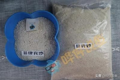 貝殼在魚缸的作用：貝殼在魚缸中的作用