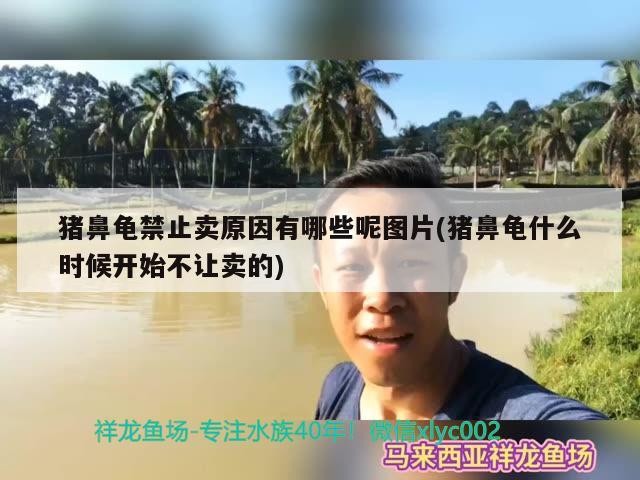 豬鼻龜禁止賣原因有哪些呢圖片(豬鼻龜什么時候開始不讓賣的)