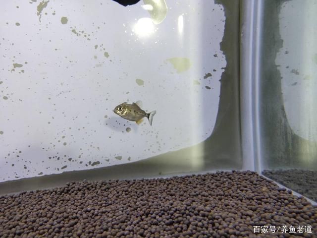 虎魚被咬傷了身上都白了：虎魚身上出現(xiàn)白色的膜狀物是怎么回事？ 虎魚被咬傷了身上都白了：虎魚身上出現(xiàn)白色的膜狀物是怎么回事？ 虎魚百科 第1張