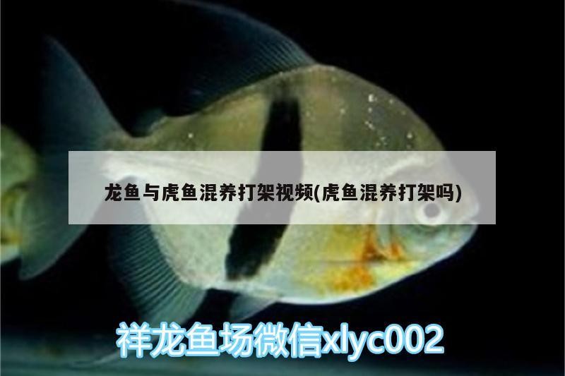 龍魚與虎魚混養打架視頻(虎魚混養打架嗎)