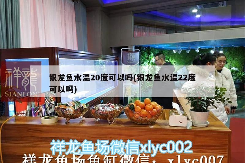 銀龍魚水溫20度可以嗎(銀龍魚水溫22度可以嗎)