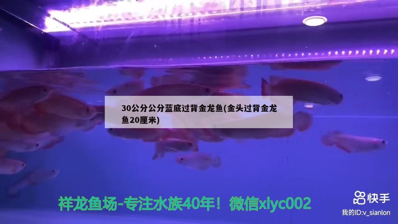 30公分公分藍底過背金龍魚(金頭過背金龍魚20厘米)