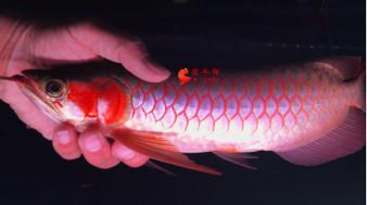 魟魚嘴巴有血絲發紅怎么回事：魟魚嘴巴出現血絲發紅怎么回事 魟魚嘴巴有血絲發紅怎么回事：魟魚嘴巴出現血絲發紅怎么回事 魟魚百科 第1張