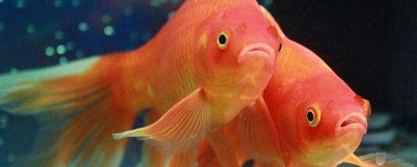 魟魚嘴巴有血絲發紅怎么回事：魟魚嘴巴出現血絲發紅怎么回事 魟魚嘴巴有血絲發紅怎么回事：魟魚嘴巴出現血絲發紅怎么回事 魟魚百科 第3張