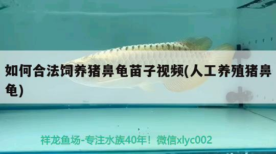 如何合法飼養豬鼻龜苗子視頻(人工養殖豬鼻龜)