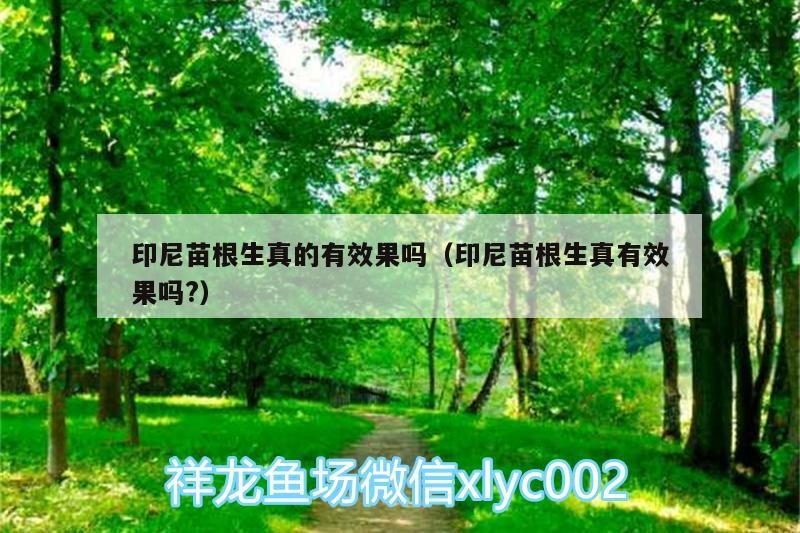 印尼苗根生真的有效果嗎（印尼苗根生真有效果嗎?）