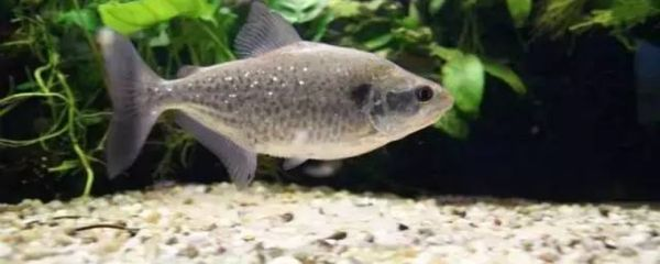 水虎魚的飼養方法：如何選擇適合自己的大型魚缸？