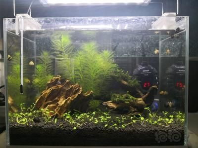 森森303瀑布 森森303瀑布 森森魚缸