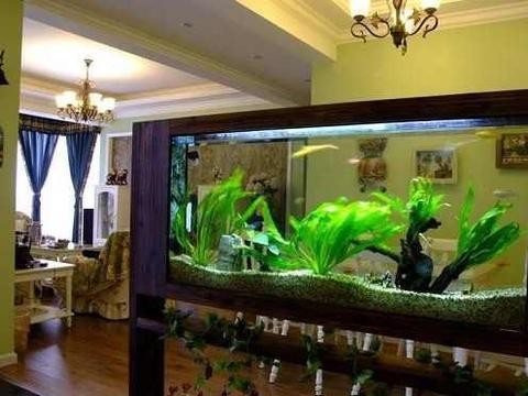 集寧區魚樂水族店（集寧區魚樂水族店電話）