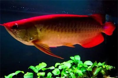 紅尾過背金龍魚怎么養(yǎng)殖的：如何挑選優(yōu)質(zhì)金龍魚，金龍魚飼養(yǎng)常見誤區(qū)