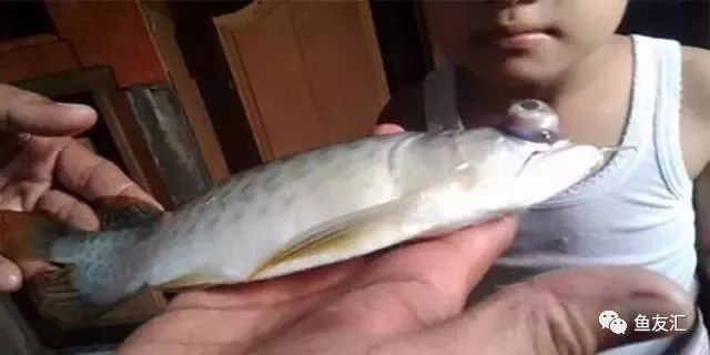 龍魚眼睛撞傷vs祥龍魚場：關(guān)于龍魚眼睛撞傷vs祥龍魚場的相關(guān)信息