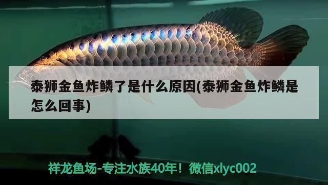 龍魚炸鱗是什么原因vs祥龍魚場:祥龍魚場的龍魚品種龍魚炸鱗后的治療方法