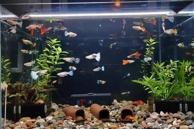 100l水是多大魚缸：100升水的魚缸尺寸是多大？ 100l水是多大魚缸：100升水的魚缸尺寸是多大？ 魚缸百科 第1張