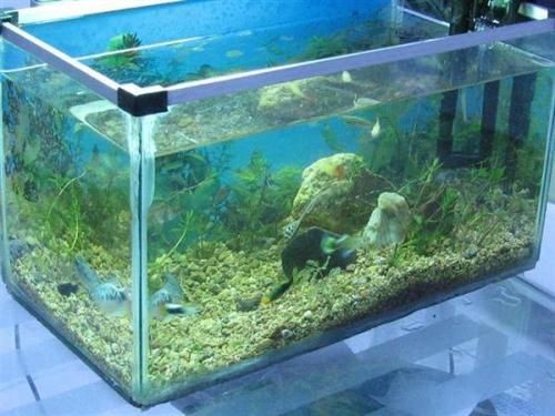玻璃魚缸定做價格多少合適:玻璃魚缸定做價格受多種因素影響 魚缸百科 第3張 玻璃魚缸定做價格多少合適:玻璃魚缸定做價格受多種因素影響 玻璃魚缸定做價格多少合適:玻璃魚缸定做價格受多種因素影響 魚缸百科 第3張