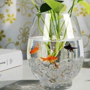 玻璃魚缸做盆景：如何制作玻璃魚缸植物盆景 玻璃魚缸做盆景：如何制作玻璃魚缸植物盆景 魚缸百科 第4張