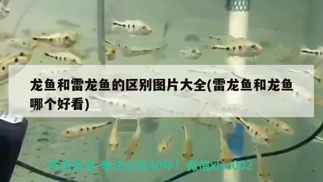 鸚鵡魚和銀龍魚混養怎樣喂食 龍魚和雷龍魚的區別圖片大全(雷龍魚和龍魚哪個好看) 魟魚百科 龍魚和雷龍魚的區別圖片大全(雷龍魚和龍魚哪個好看) 龍魚和雷龍魚的區別圖片大全(雷龍魚和龍魚哪個好看) 魟魚百科
