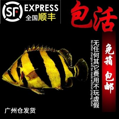 泰虎和蘇虎：泰虎和蘇虎在體型、體型、體表花紋、體色等方面都有所不同