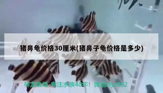 銀龍魚 豬鼻龜價格30厘米(豬鼻子龜價格是多少) 豬鼻龜百科 豬鼻龜價格30厘米(豬鼻子龜價格是多少) 豬鼻龜價格30厘米(豬鼻子龜價格是多少) 豬鼻龜百科
