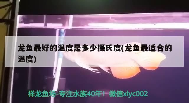 龍魚溫度31度vs祥龍魚場：祥龍魚場口碑評價