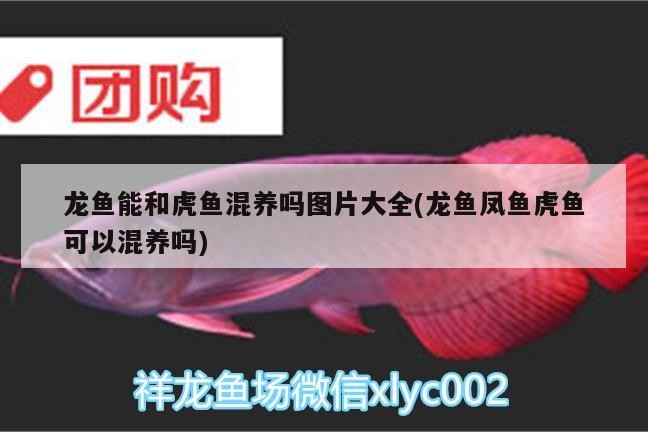 龍魚能和虎魚混養嗎圖片大全(龍魚鳳魚虎魚可以混養嗎)