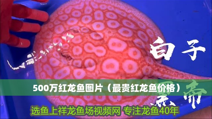 恩施土家族苗族自治州紅龍魚價格2688貴嗎？