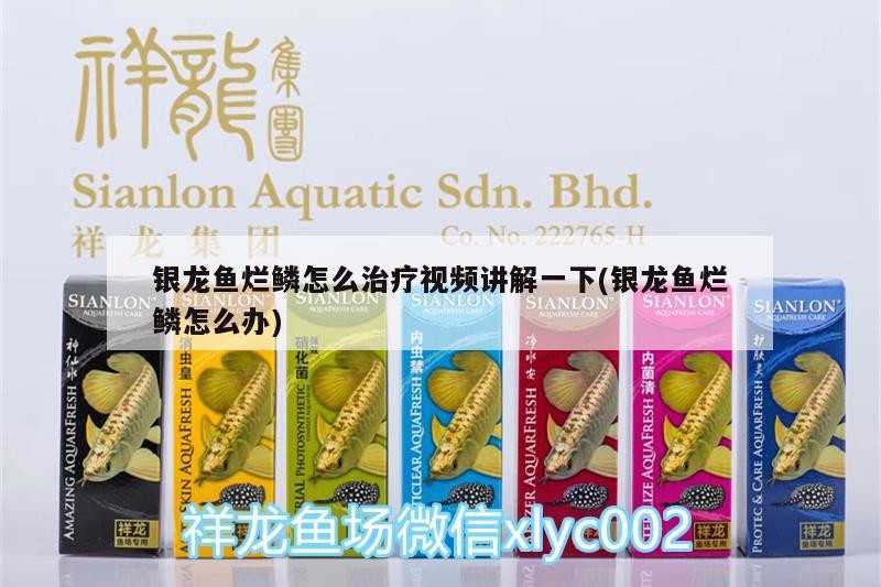 銀龍魚爛鱗怎么治療視頻講解一下(銀龍魚爛鱗怎么辦)