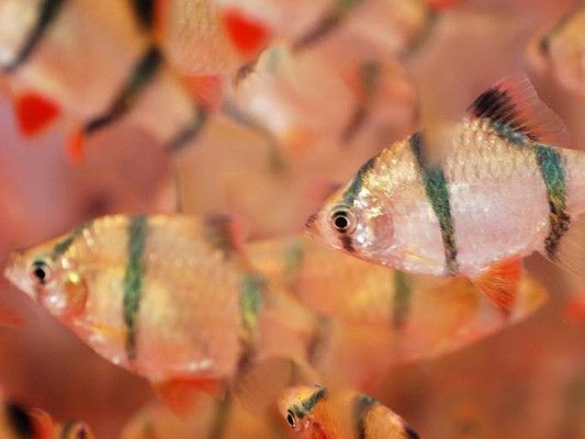 虎皮魚魚缸一宿不插電可能導(dǎo)致虎皮魚死亡，養(yǎng)魚愛好者需要了解：關(guān)于虎皮魚停電的問題 虎皮魚魚缸一宿不插電可能導(dǎo)致虎皮魚死亡，養(yǎng)魚愛好者需要了解：關(guān)于虎皮魚停電的問題 虎魚百科