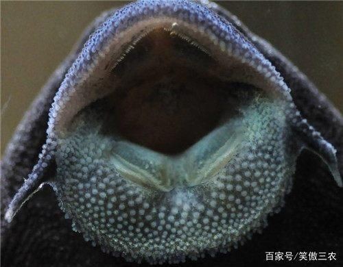 不用清理魚缸的魚：清潔魚缸的方法