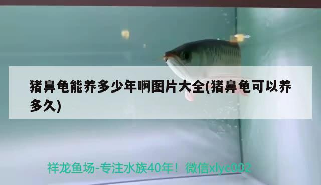 豬鼻龜能養多少年啊圖片大全(豬鼻龜可以養多久)