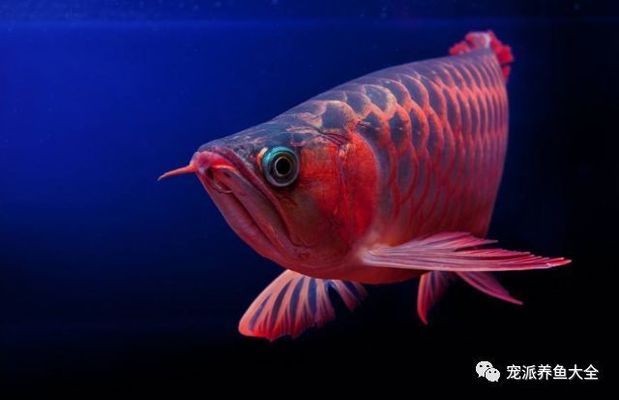 榆林紅龍魚價格2688貴嗎？