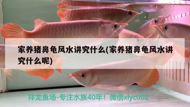家養(yǎng)豬鼻龜風(fēng)水講究什么(家養(yǎng)豬鼻龜風(fēng)水講究什么呢)