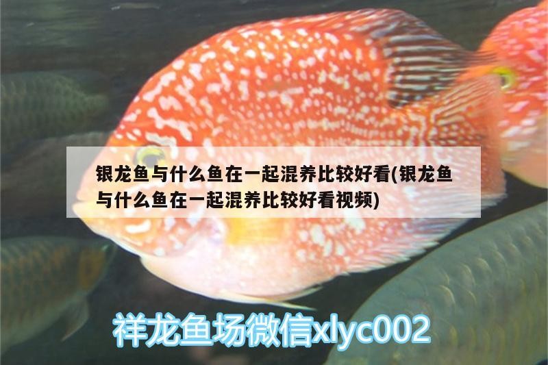 銀龍魚(yú)與什么魚(yú)在一起混養(yǎng)比較好看(銀龍魚(yú)與什么魚(yú)在一起混養(yǎng)比較好看視頻) 銀龍魚(yú)與什么魚(yú)在一起混養(yǎng)比較好看(銀龍魚(yú)與什么魚(yú)在一起混養(yǎng)比較好看視頻) 銀龍魚(yú)百科
