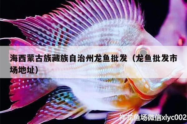 海南藏族自治州紅龍魚價格2688貴嗎？ 海南藏族自治州紅龍魚價格2688貴嗎？ 紅龍魚百科 第5張
