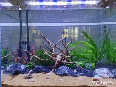 超白魚缸哪個牌子好用：超白魚缸品牌排行榜和用戶評價推薦超白魚缸品牌推薦