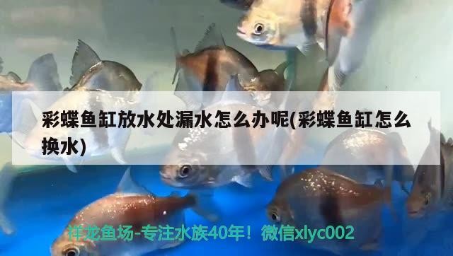 1米魚缸適合養什么魚（一米的缸適合養什么魚）