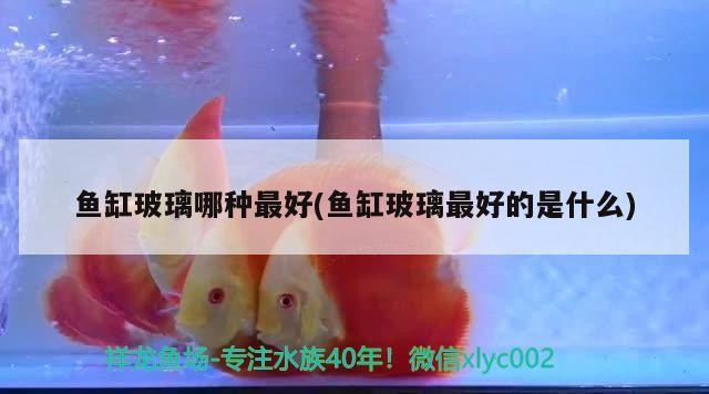 1米魚缸適合養什么魚（一米的缸適合養什么魚）