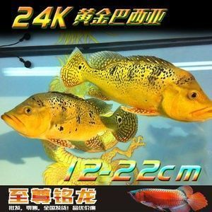 紅龍魚燒尾：如何判斷紅龍魚燒尾程度，紅龍魚燒尾與水質(zhì)關系 紅龍魚燒尾：如何判斷紅龍魚燒尾程度，紅龍魚燒尾與水質(zhì)關系 紅龍魚百科 第1張