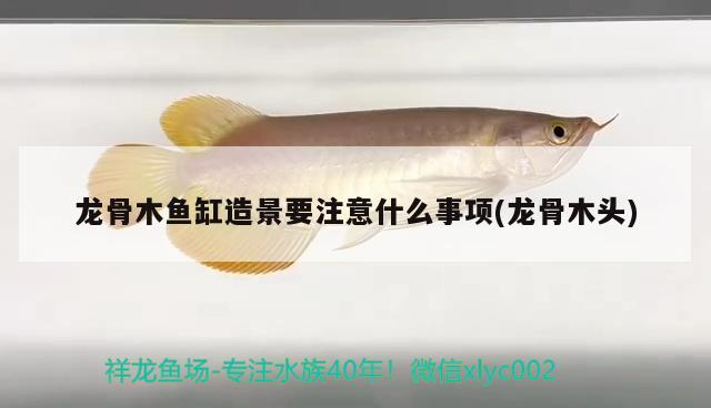 龍骨木魚(yú)缸造景要注意什么事項(xiàng)(龍骨木頭) 龍骨木魚(yú)缸造景要注意什么事項(xiàng)(龍骨木頭) 魟魚(yú)百科