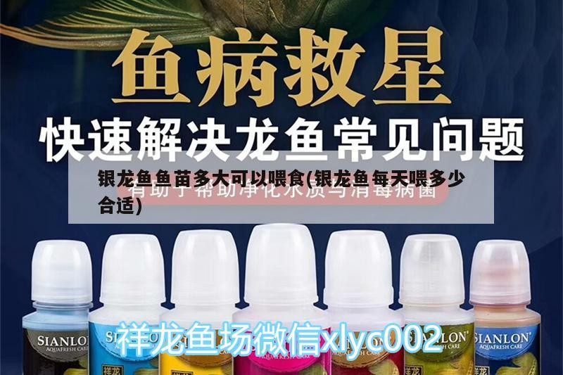 銀龍魚苗 銀龍魚魚苗多大可以喂食(銀龍魚每天喂多少合適) 銀龍魚百科 銀龍魚魚苗多大可以喂食(銀龍魚每天喂多少合適) 銀龍魚魚苗多大可以喂食(銀龍魚每天喂多少合適) 銀龍魚百科