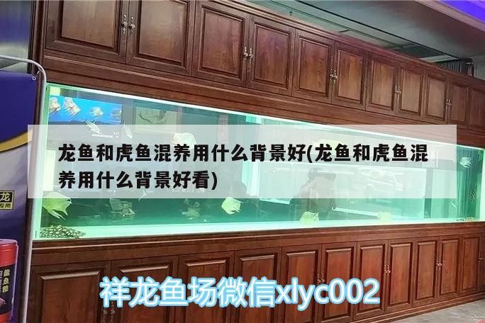 龍魚和虎魚混養用什么背景好(龍魚和虎魚混養用什么背景好看)