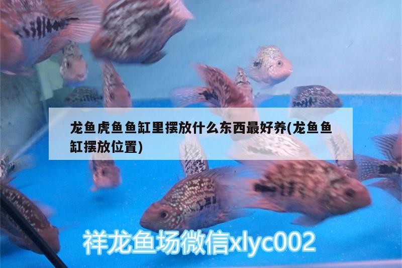龍魚虎魚魚缸里擺放什么東西最好養(龍魚魚缸擺放位置)