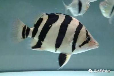 虎魚能吃不：虎魚可以吃嗎？