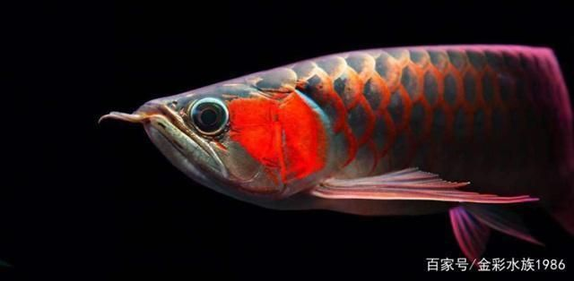龍魚水質(zhì)ph跌酸到5.0怎么辦？vs祥龍魚場(chǎng)：龍魚水質(zhì)ph值下降至5.0怎么辦