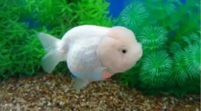 龍魚水質(zhì)ph跌酸到5.0怎么辦？vs祥龍魚場(chǎng)：龍魚水質(zhì)ph值下降至5.0怎么辦