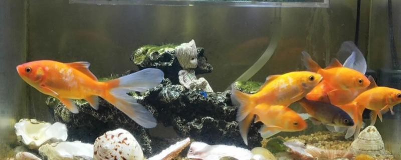 廣東博宇集團魚缸工作怎樣樣啊（廣東博宇集團魚缸工作怎樣樣啊知乎）