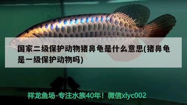 國家二級保護動物豬鼻龜是什么意思(豬鼻龜是一級保護動物嗎)