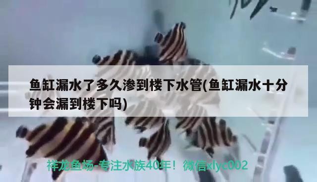 魚缸漏水了多久滲到樓下水管(魚缸漏水十分鐘會漏到樓下嗎) 魚缸漏水了多久滲到樓下水管(魚缸漏水十分鐘會漏到樓下嗎) 魟魚百科